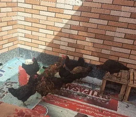 مرغ فروشی|حیوانات مزرعه|خمینی‌شهر, |دیوار