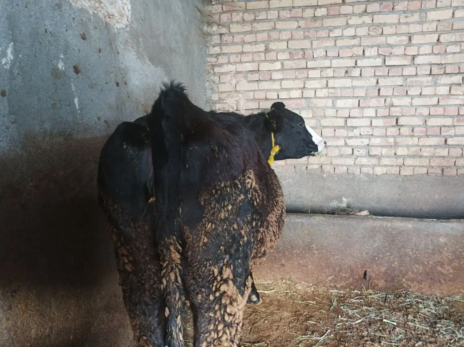 گاو سیمیتال بیست روز مانده به زایمان.در هشترود|حیوانات مزرعه|نظر کهریزی, |دیوار