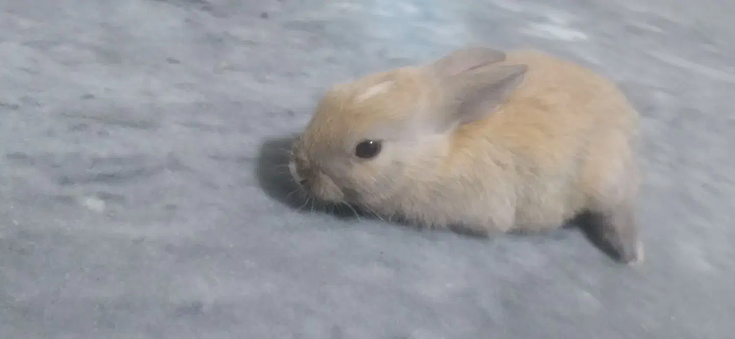 خرگوش خوشگل|موش و خرگوش|خان ببین, |دیوار