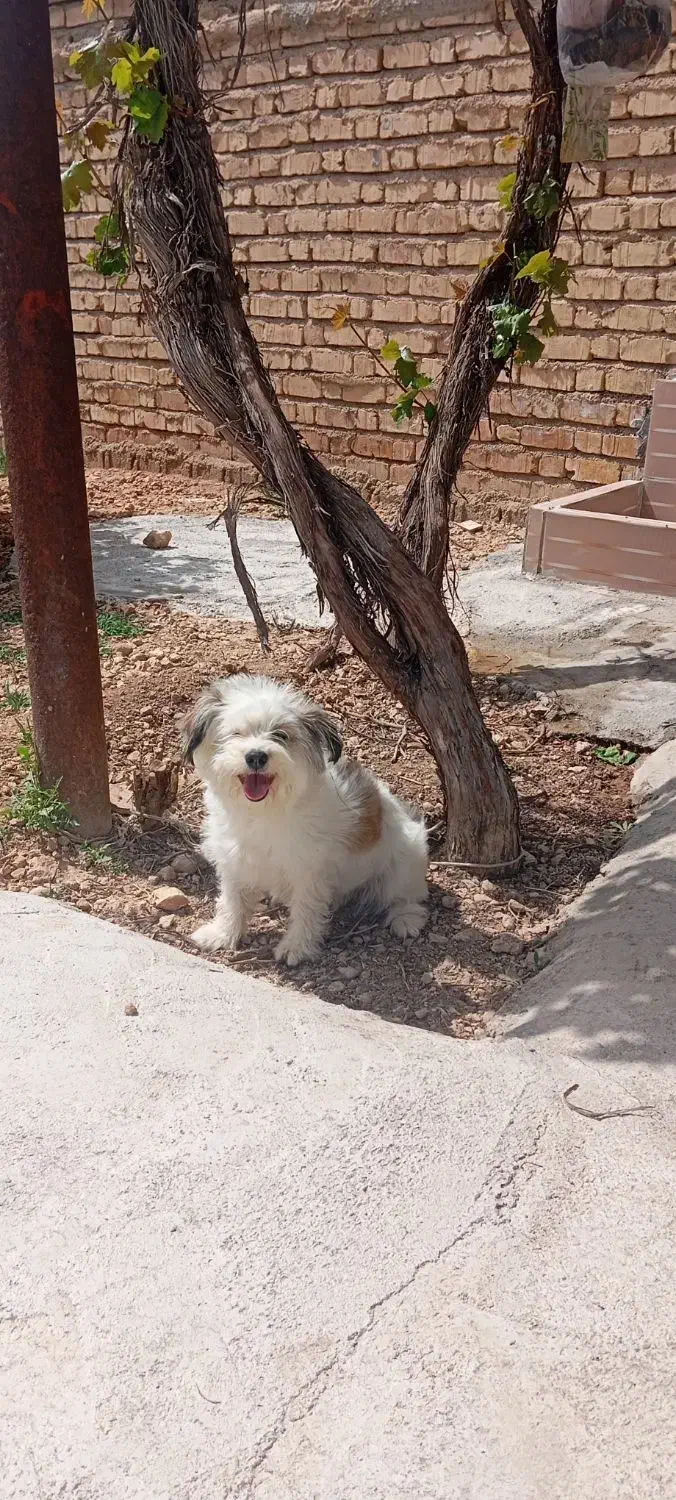 سگ نمایشی|سگ|فسا, |دیوار