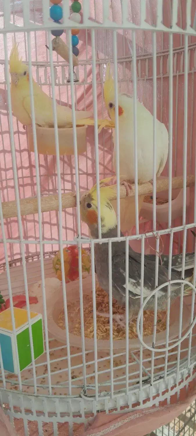 جوجه عروس هلندی به شرط حرف زدن|پرنده|گلپایگان, |دیوار