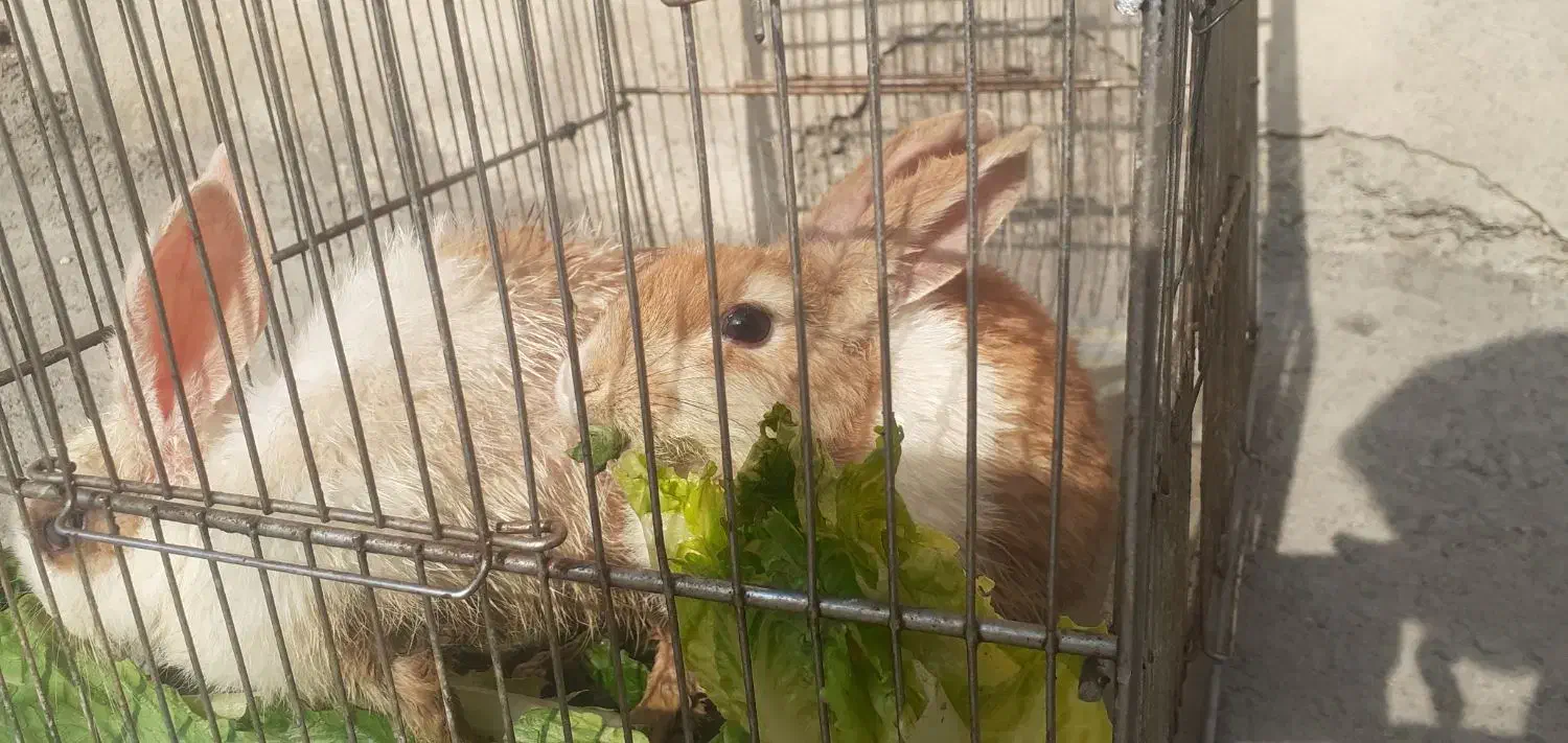 دو تا خرگوش|موش و خرگوش|سنندج, |دیوار