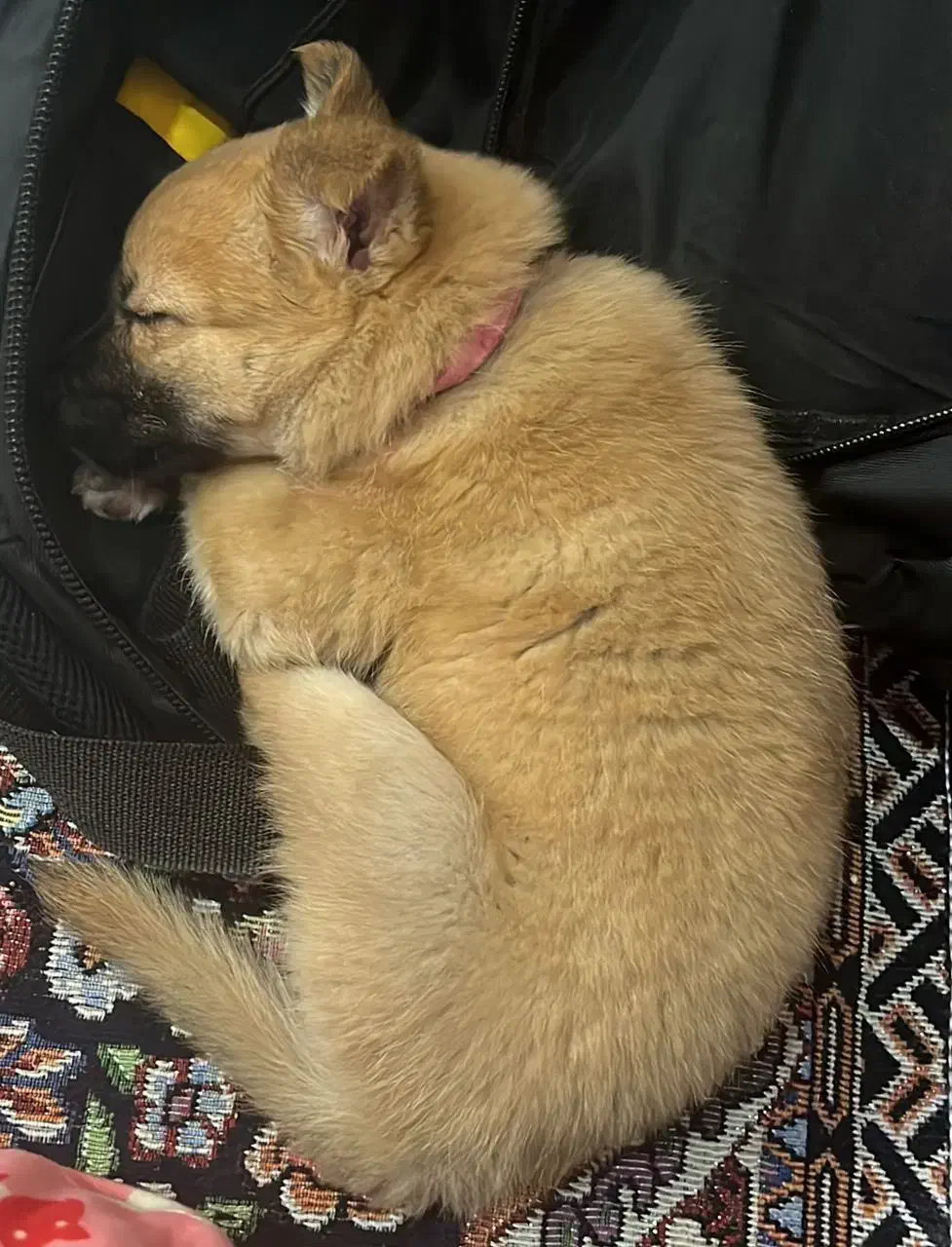 سگ اشپیتز پامر|سگ|شاهینشهر, شهرک گلدیس|دیوار