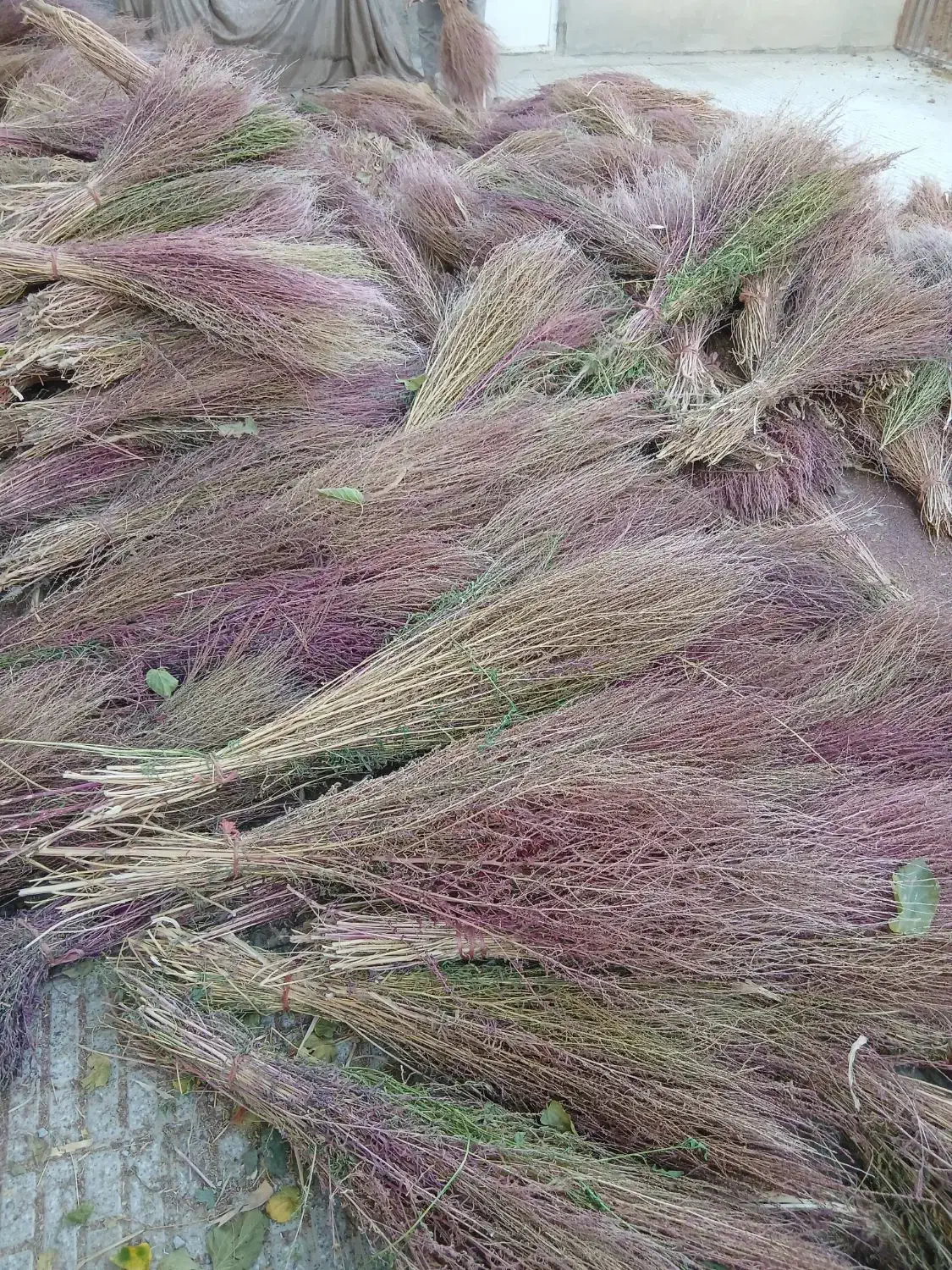 جارو محلی ۵۰ عدد|لوازم نظافت|معصومیه, |دیوار