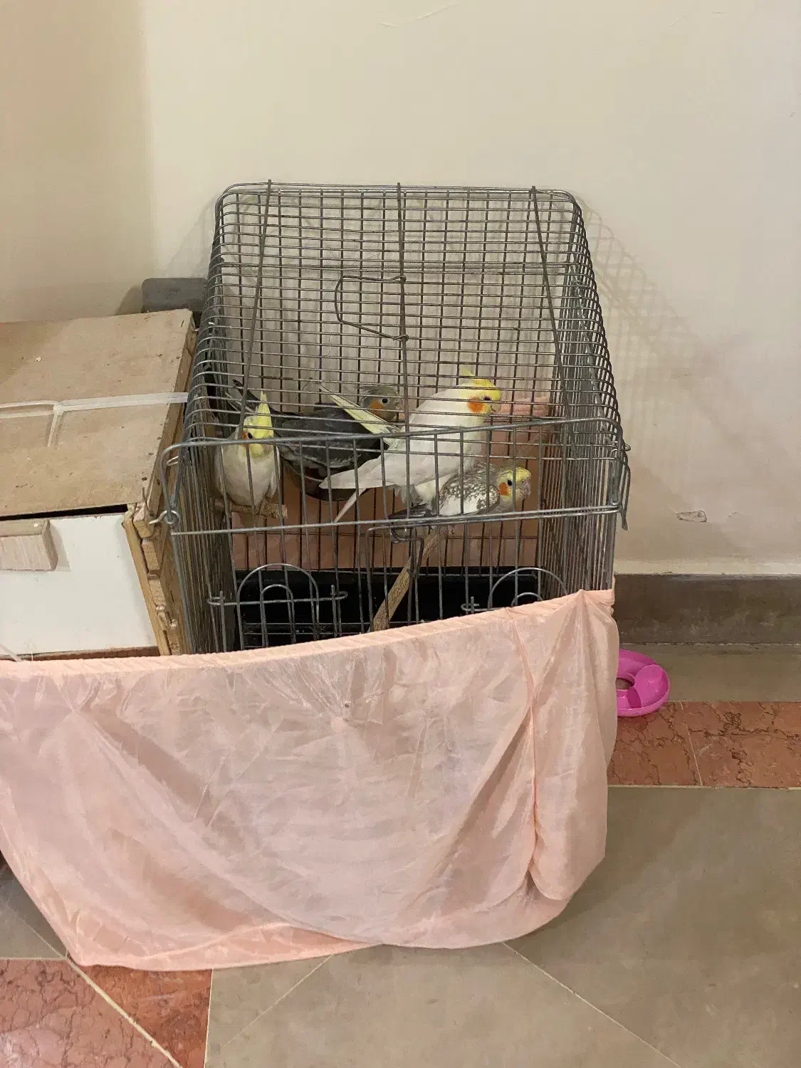 عروس هلندی|پرنده|تهران, تولید دارو|دیوار