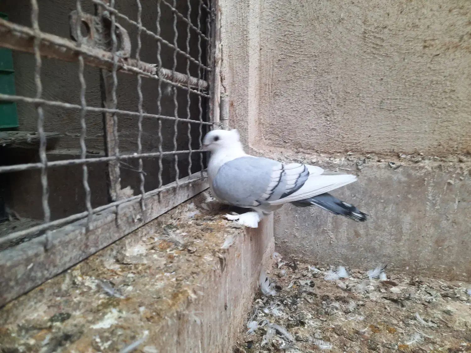 کفتر بلژیکی|پرنده|صفادشت, |دیوار