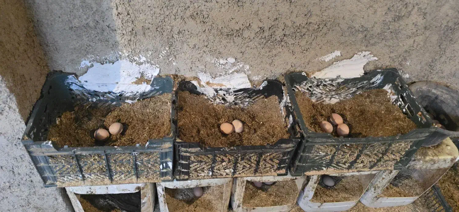 تخم مرغ محلی رسمی|خوردنی و آشامیدنی|پاکدشت, پاکدشت (مامازند)|دیوار