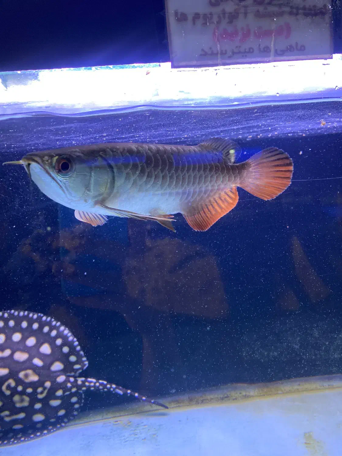 آروانا 24K گلدن هد|ماهی|کرج, کوی امامیه|دیوار