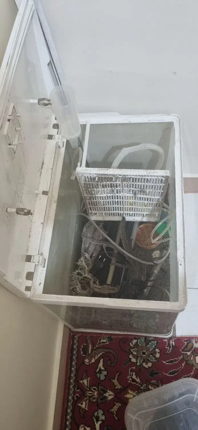 آکواریوم شرکتی|ماهی|اهواز, کیانپارس |دیوار