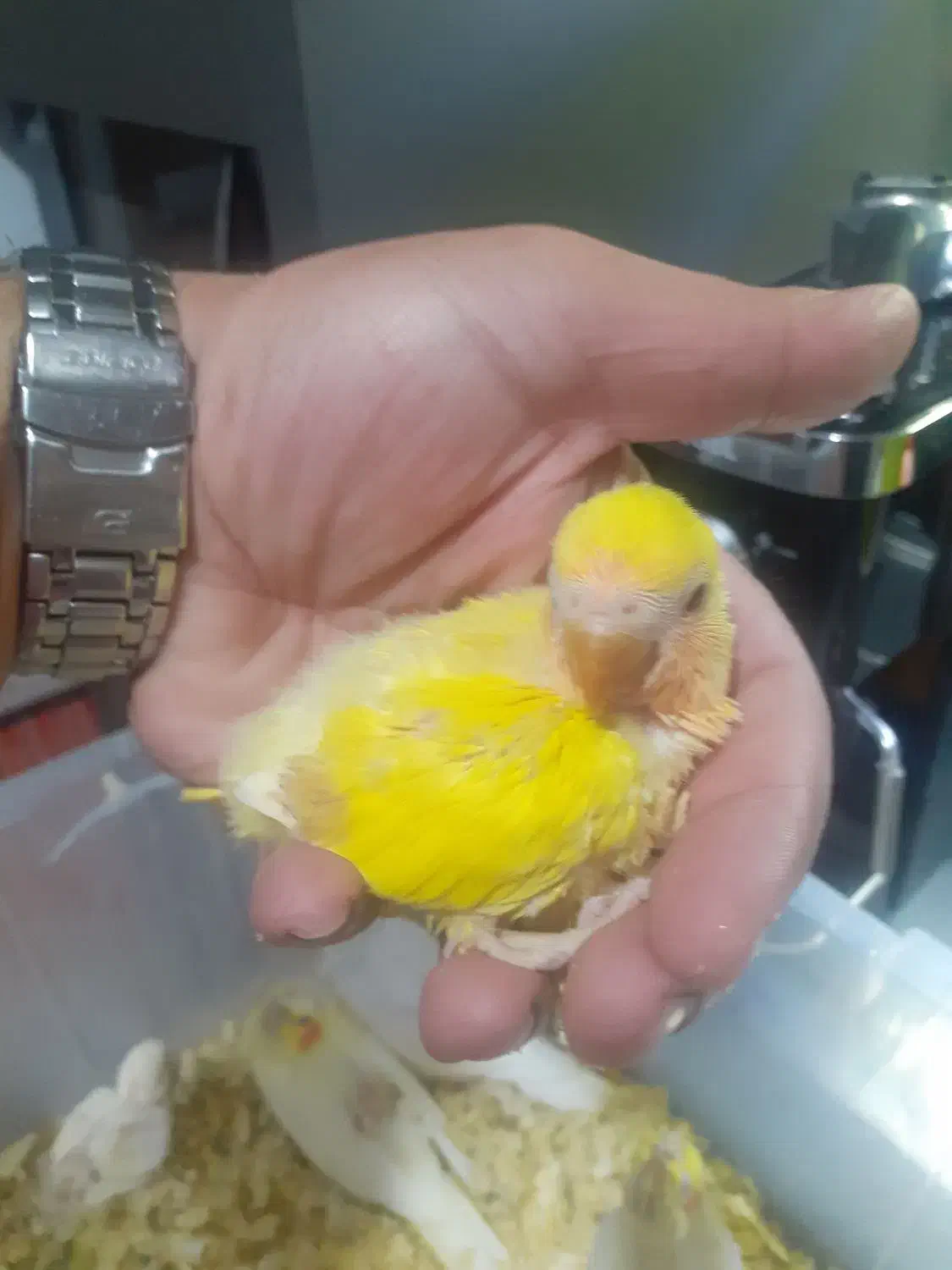 جوجه عروس و برزیلی|پرنده|کیش, |دیوار