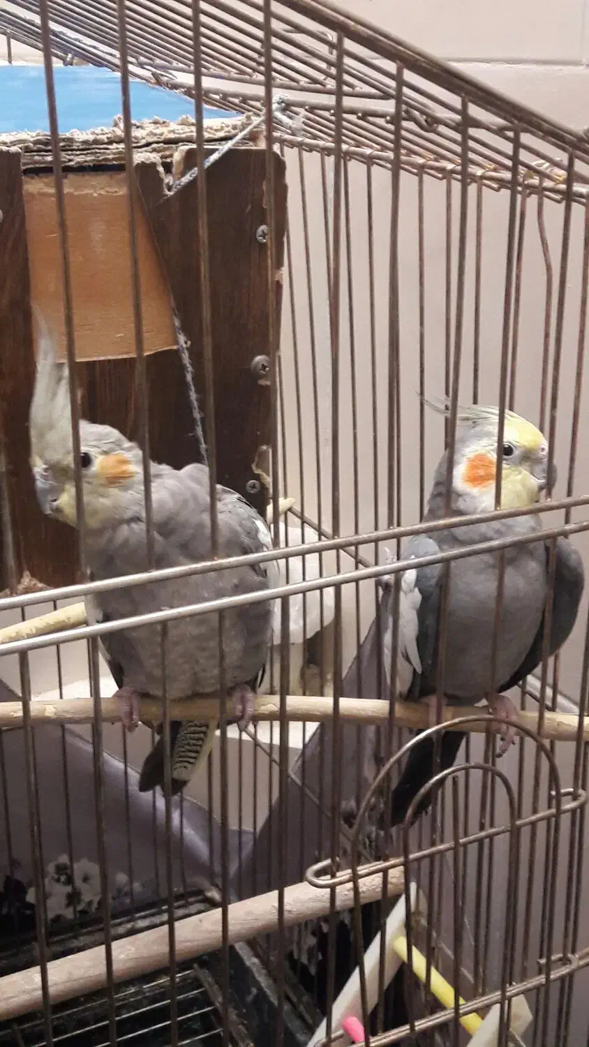 جفت عروس هلندی کار داده|پرنده|اردکان, |دیوار