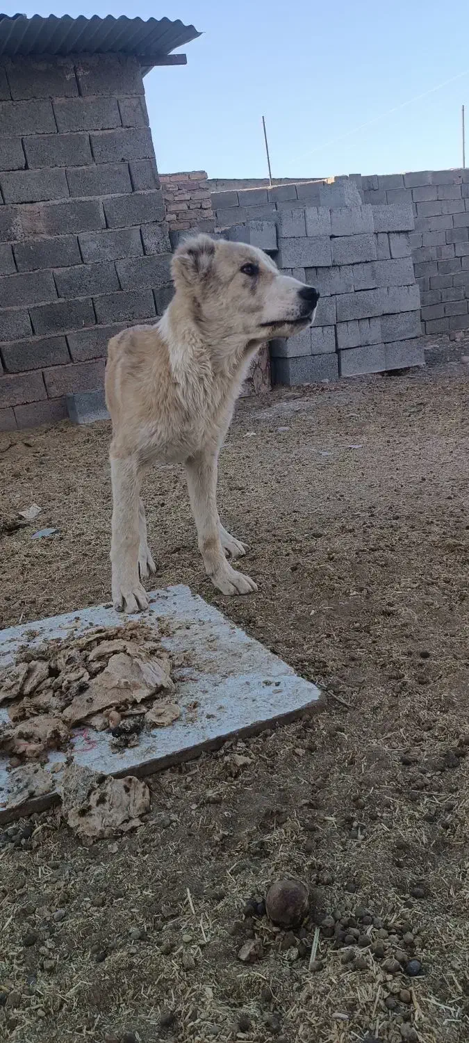 توله سگ|سگ|قائن, |دیوار