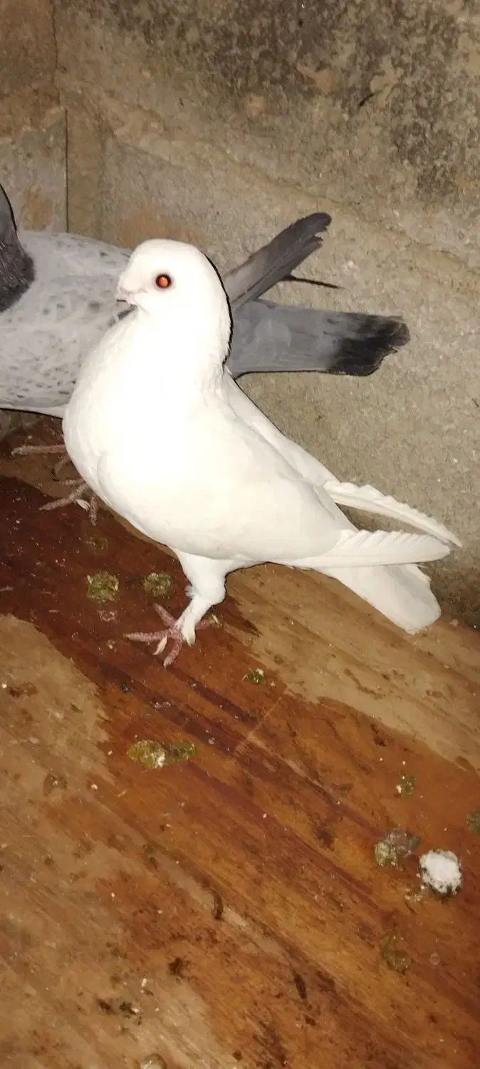 کبوتر‌‌دولاخ|پرنده|تبریز, |دیوار