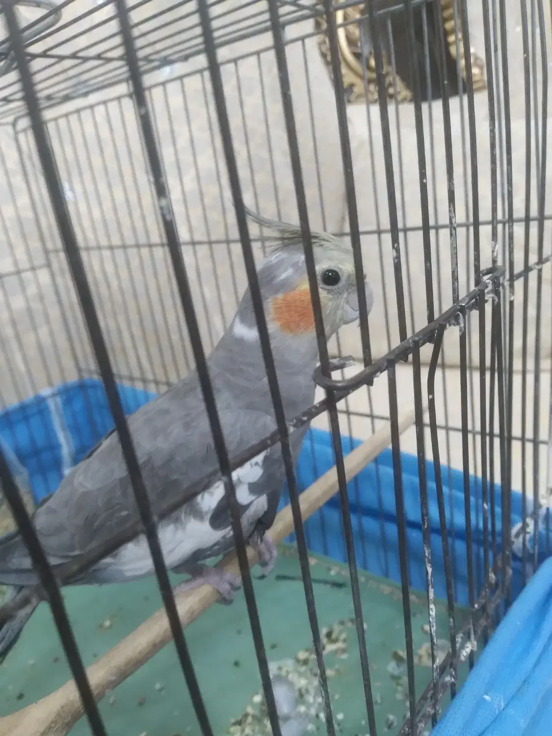 عروس هلندی سخنگو|پرنده|مریوان, |دیوار