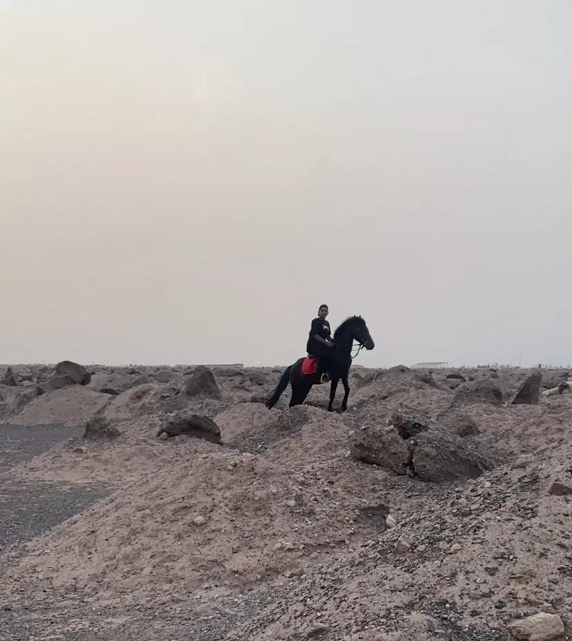 فروش یک راس اسب|اسب و تجهیزات اسبسواری|نرماشیر, |دیوار