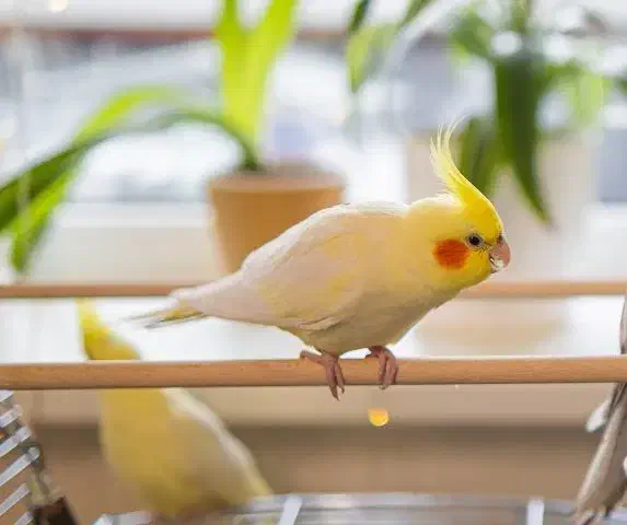 عروس هلندی جوان یک ماه تا دو ماهه لتینو چشم فالو|پرنده|چابهار, |دیوار