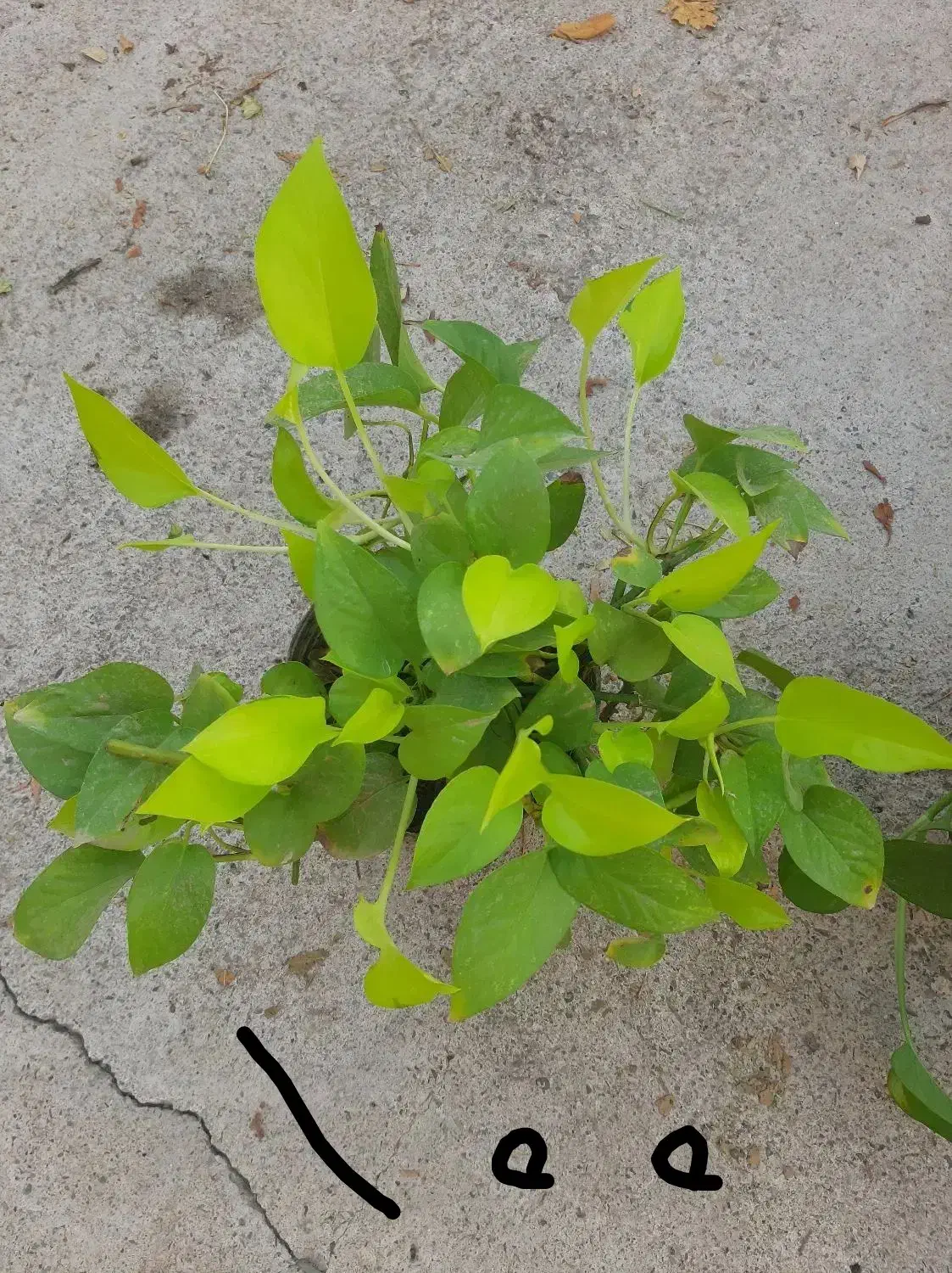 گلهای طبیعی زیبا|گل و گیاه طبیعی|مرند, |دیوار