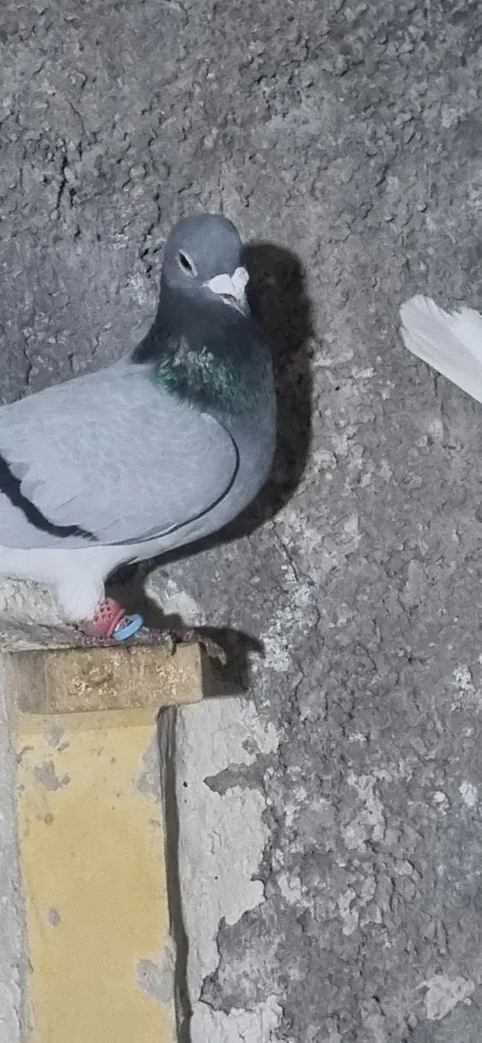 سبز بیچشم|پرنده|کرمان, |دیوار