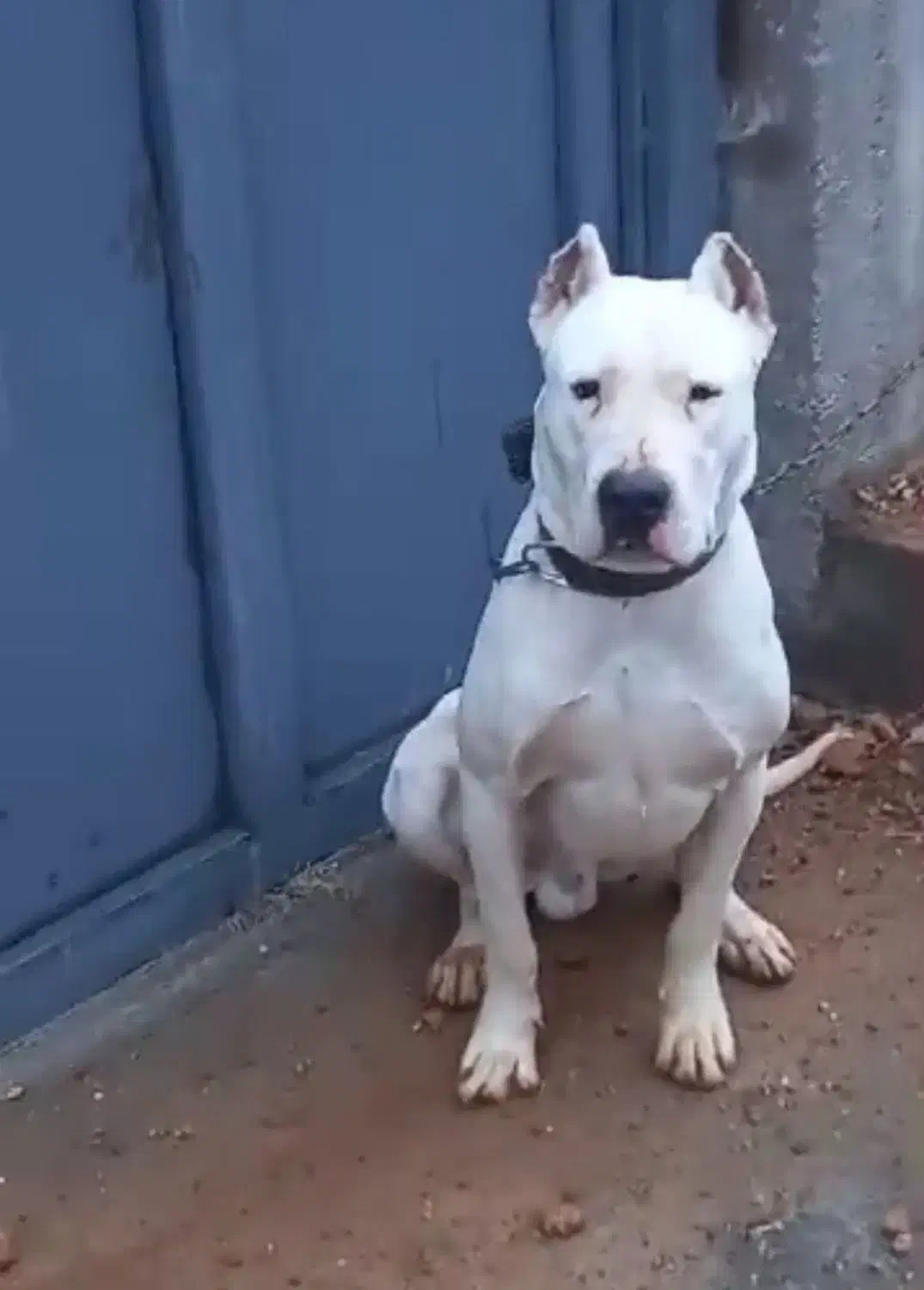 داگو نر|سگ|خرمآباد, |دیوار