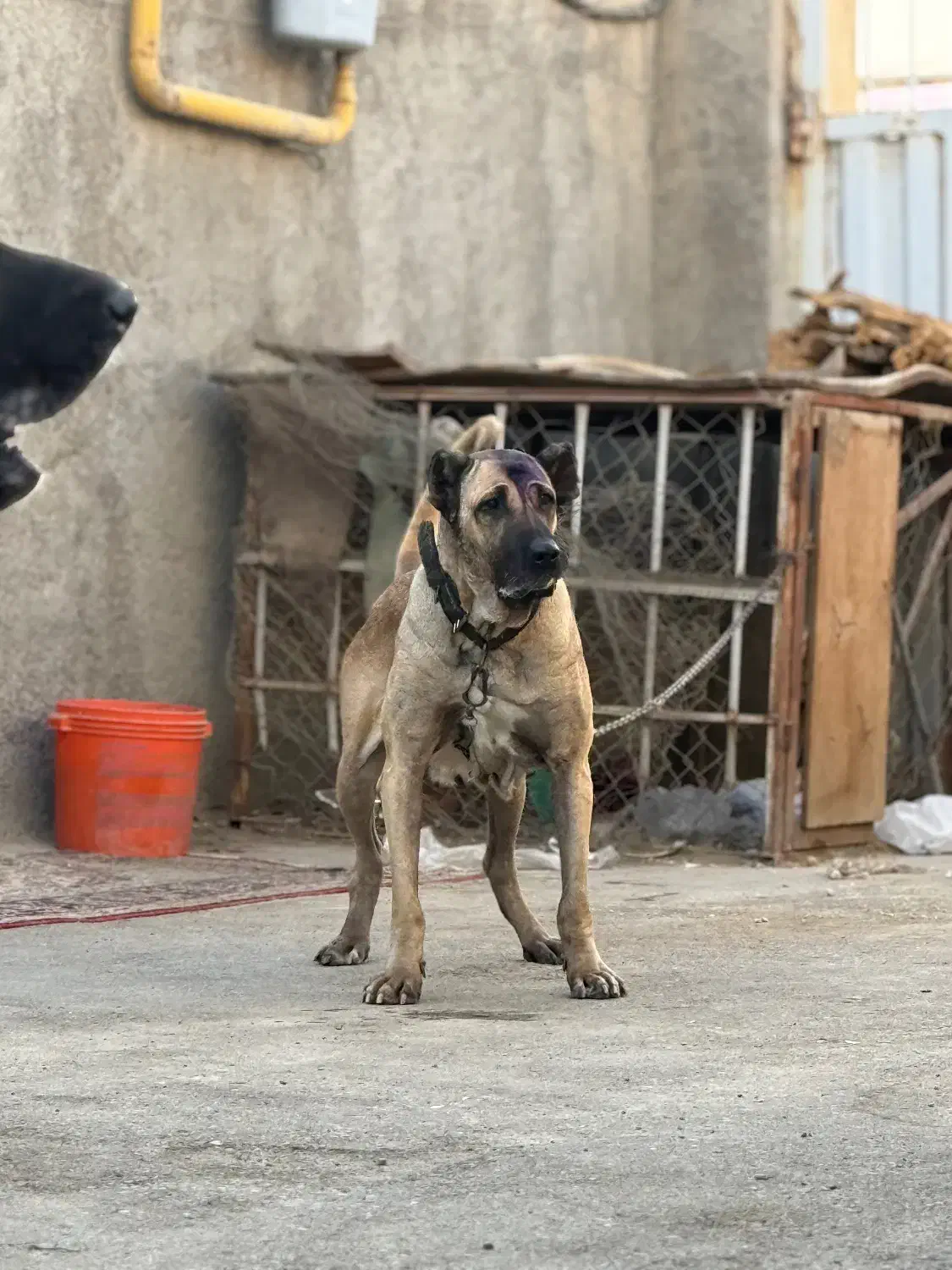 واگذاری ماده سرابی|سگ|بهارستان, |دیوار