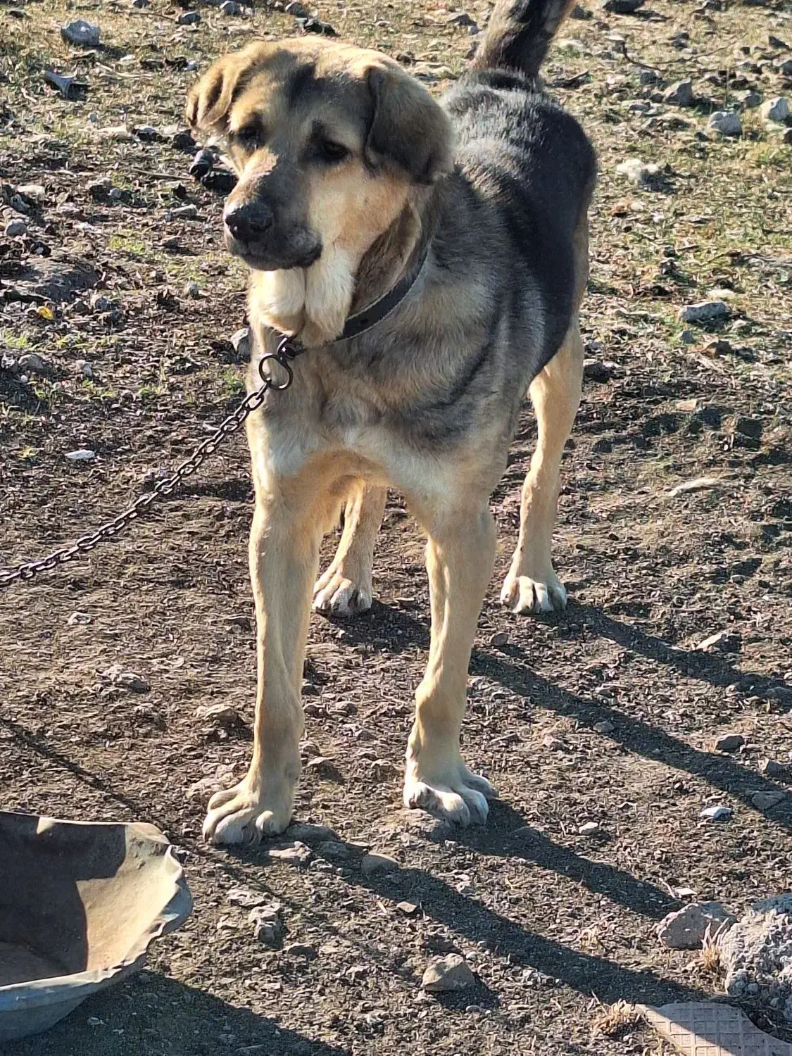 سگ عراقی|سگ|مشگین شهر, |دیوار