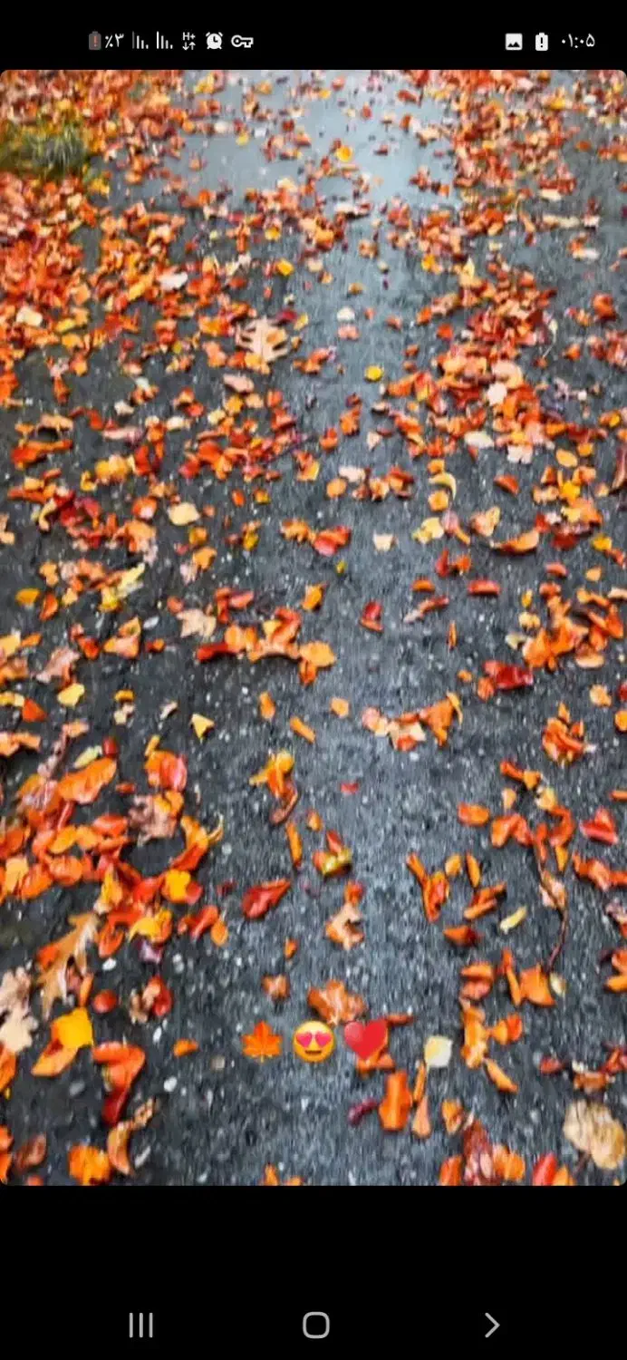 هم خونه میشم|فعالیت داوطلبانه تحقیقاتی|رشت, توشیبا|دیوار