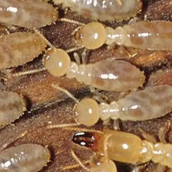 سمپاشی تخصصی سوسک موریانه ساس سم پاشی موش|خدمات نظافت|اصفهان, احمدآباد|دیوار