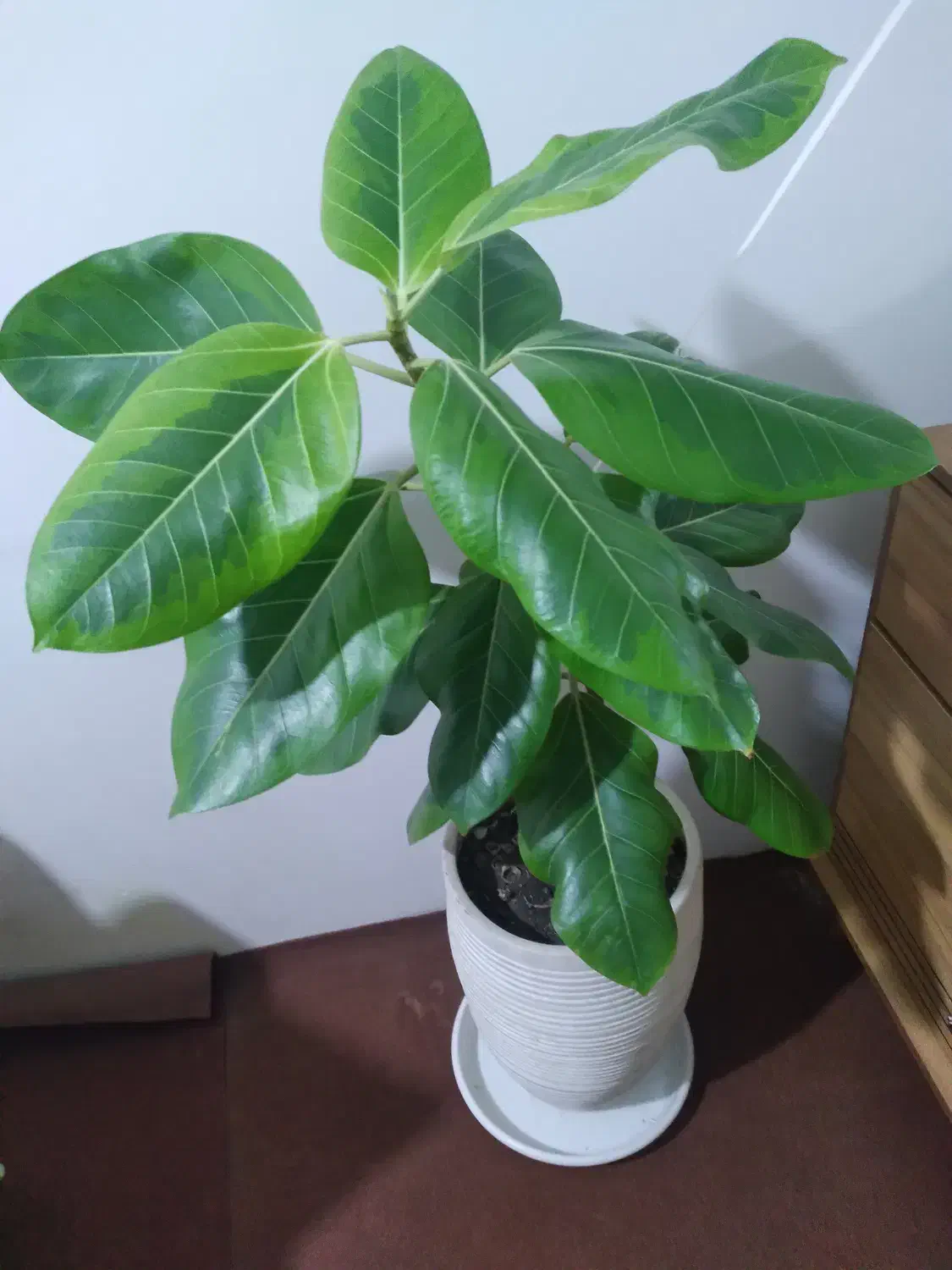 گل خانگی|گل و گیاه طبیعی|گنبد کاووس, |دیوار