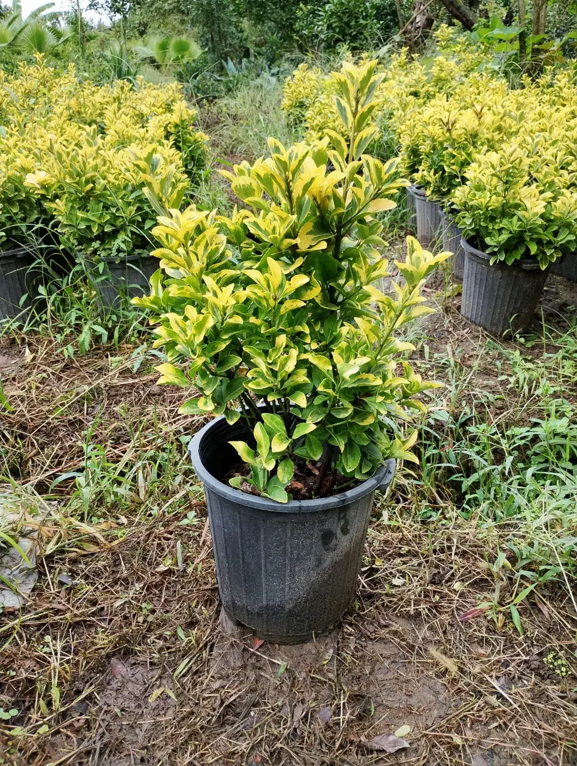 شمشاد طلایی سطل ۱۰|گل و گیاه طبیعی|کلاچای, |دیوار