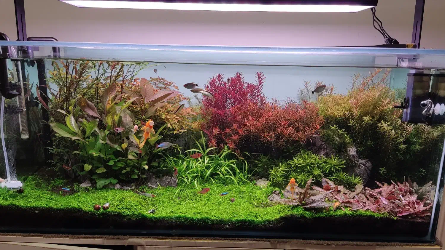 فروش گیاه آکواریومی|ماهی|بهبهان, |دیوار