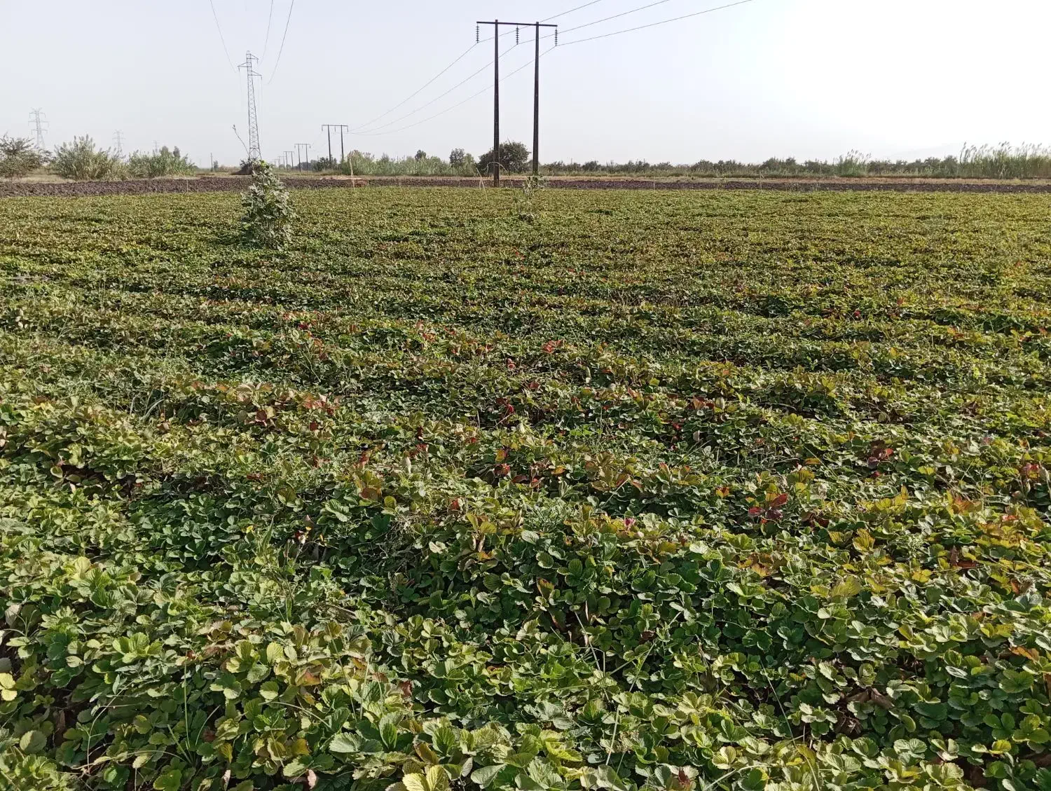 نهال توت فرنگی کاماروسا چهارفصل|گل و گیاه طبیعی|خان ببین, |دیوار