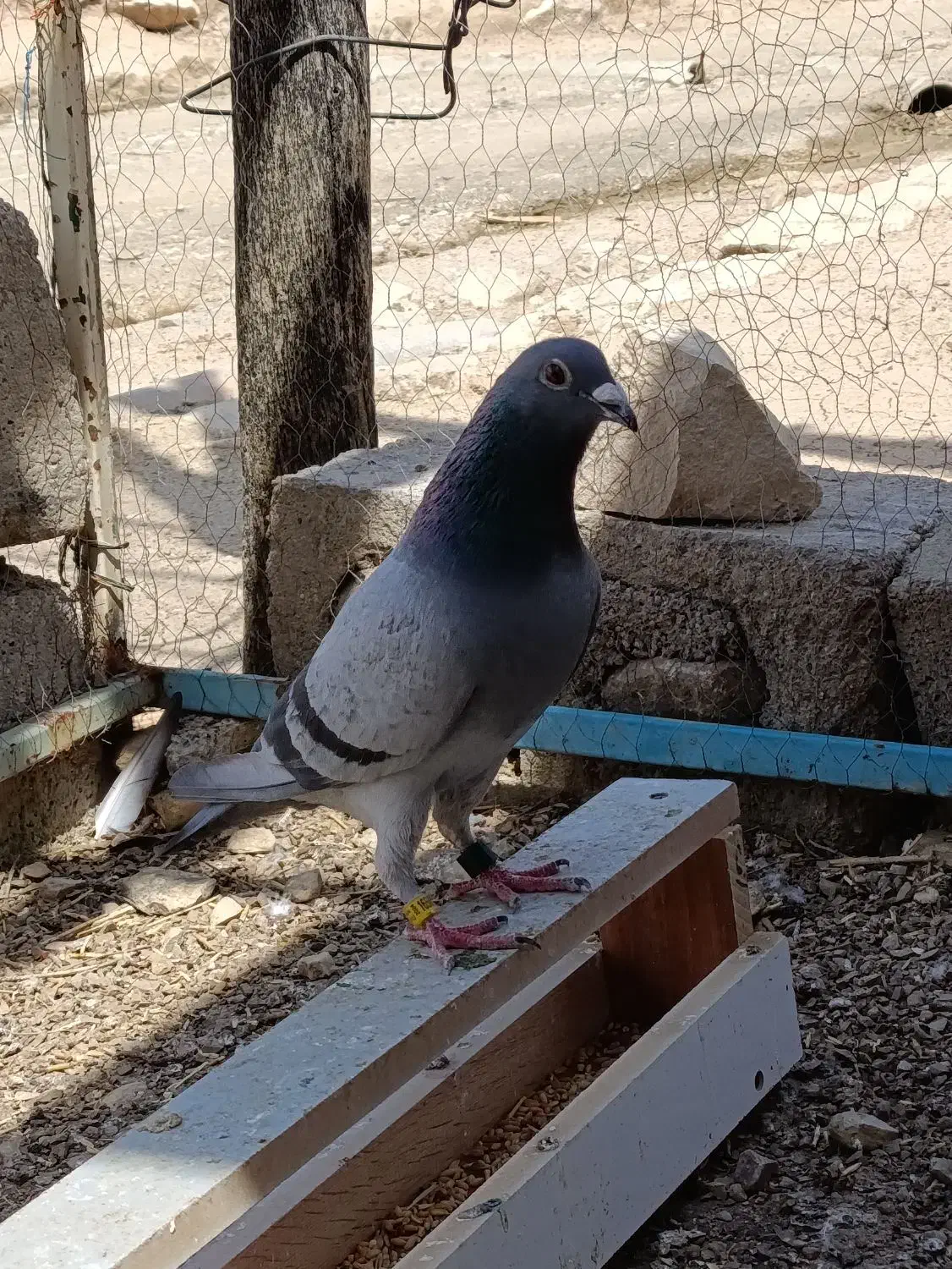 پلاکی گرفتی|حیوانات|چگنی, |دیوار