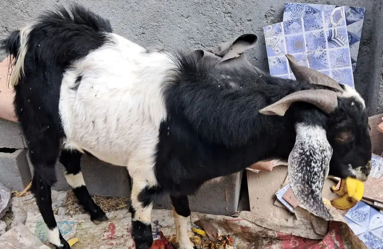 فروش فوری نری و چپشت|حیوانات مزرعه|رودان, |دیوار