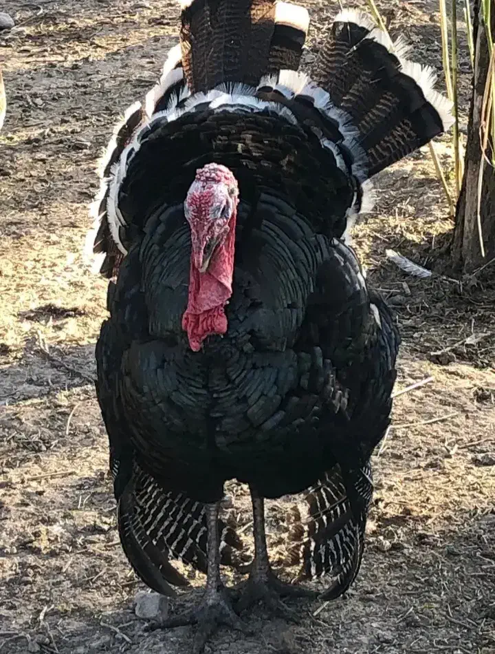 یک عدد بوقلمون|حیوانات مزرعه|سراب, |دیوار