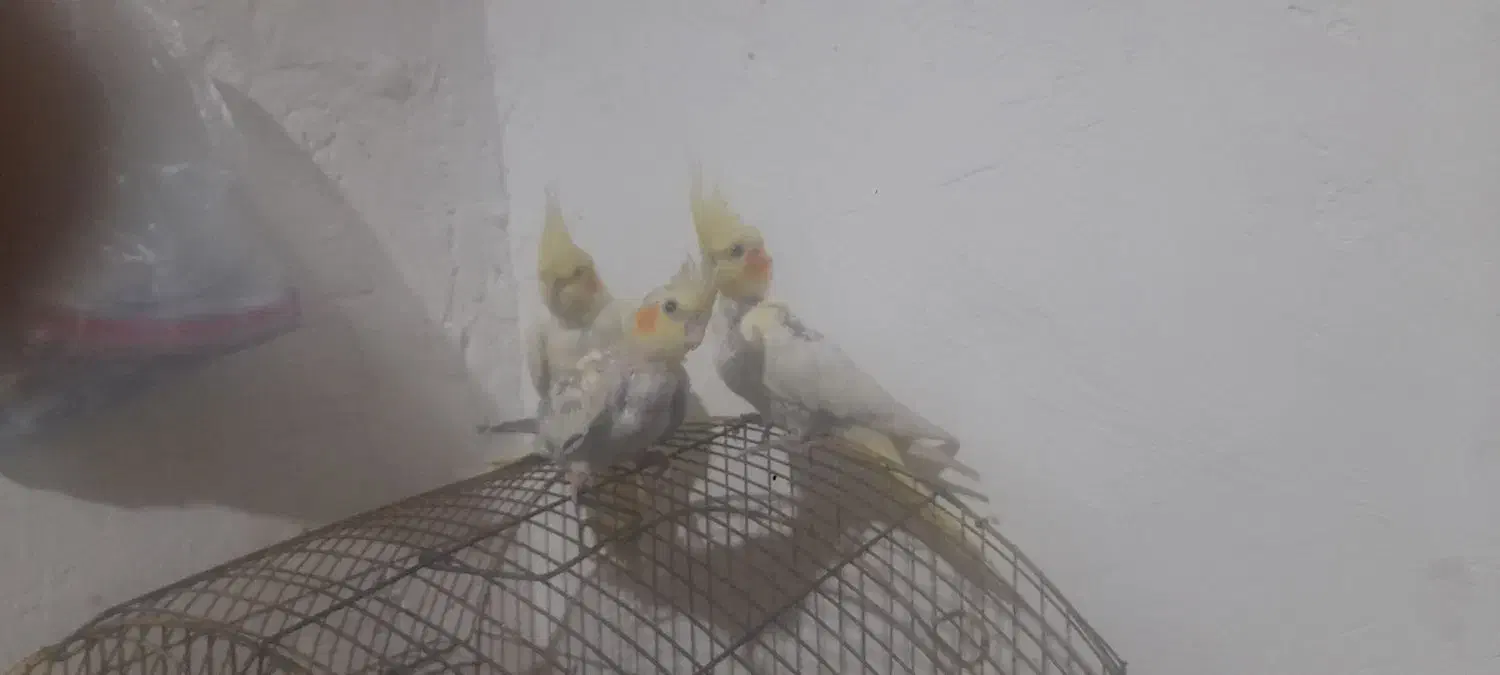 عروس هلندی دوتا نرالبینو ویک ماده آهوی|پرنده|خرمشهر, |دیوار