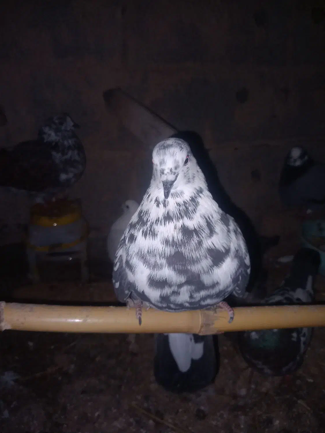 کبوتر پرشی|پرنده|گمیشان, |دیوار