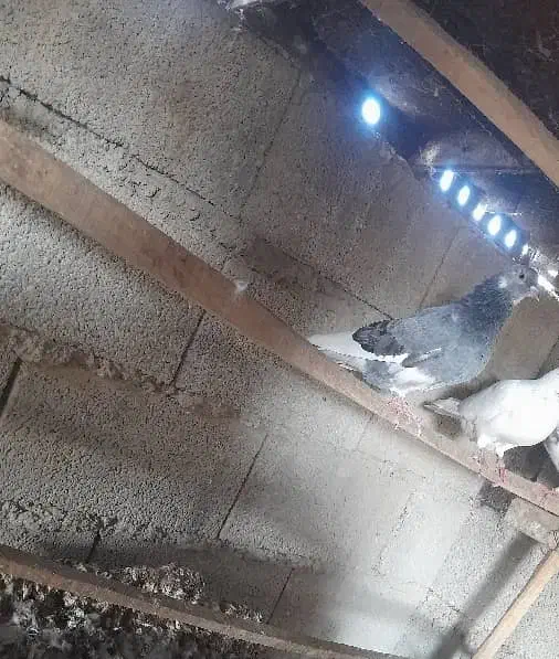 کبوتر نر پرشی شازده انگلیسی|پرنده|گمیشان, |دیوار