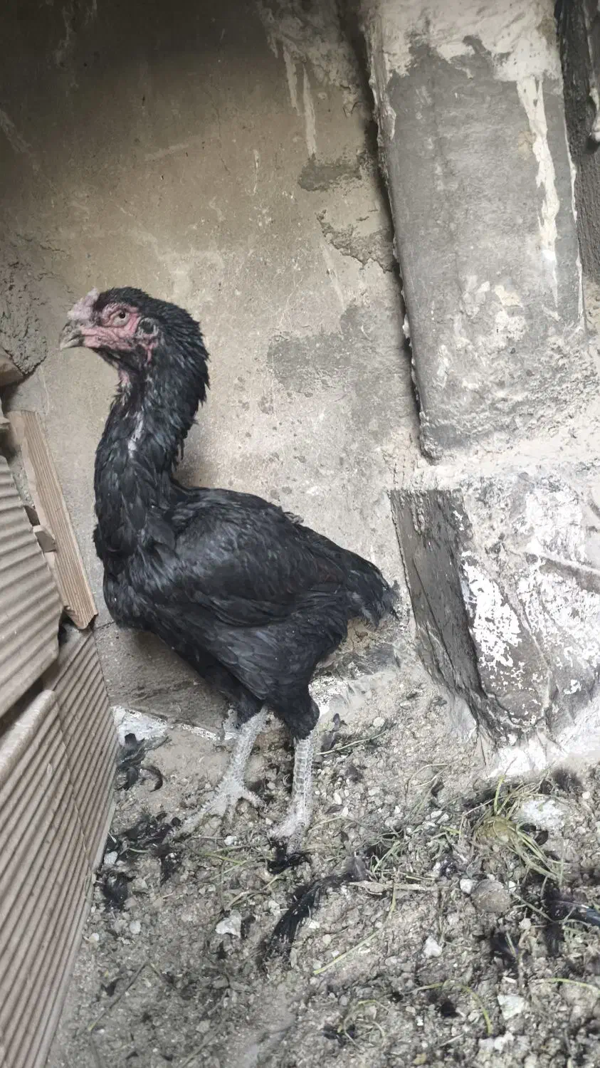 مرغ لاری اصلی افغان آلمان|حیوانات مزرعه|تهران, شهرک ابوذر|دیوار