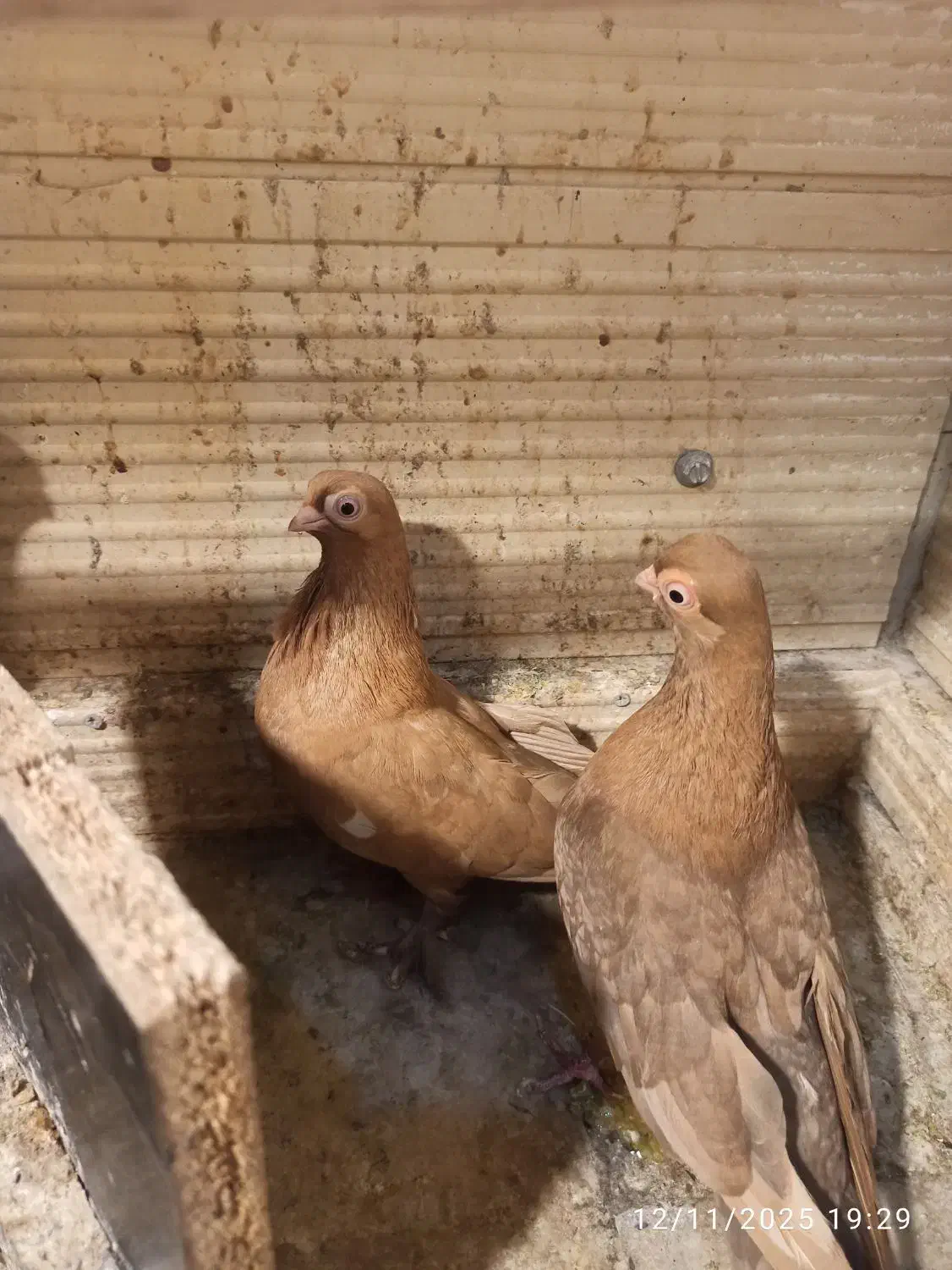 کبوتر چشم تلسکوپی|پرنده|تهران, مشیریه|دیوار