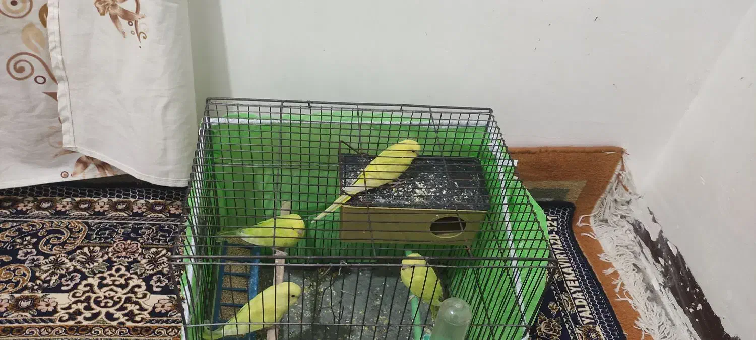 یک جفت مرغ عشق مولد با دو جوجه دون خور|پرنده|ایلام, |دیوار