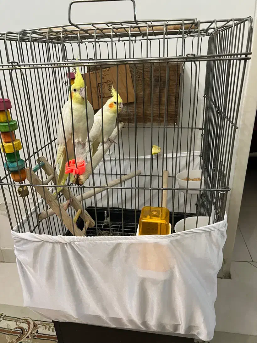 عروس هلندی|پرنده|تهران, منیریه|دیوار