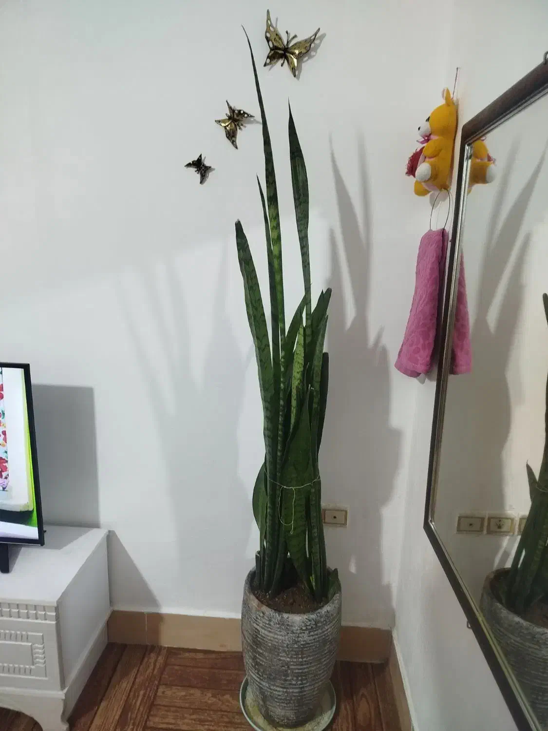 گل سان سوریا|گل و گیاه طبیعی|بهارستان, |دیوار