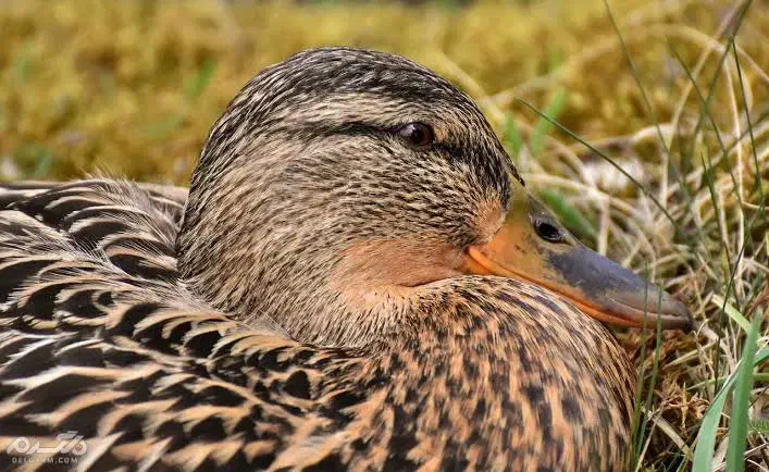 اردک گم شده|حیوانات|میبد, |دیوار