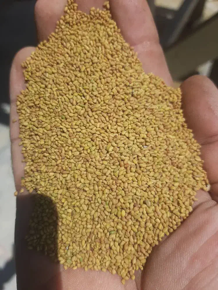 خدمات بوجاری در شیراز|خدمات پیشه و مهارت|شیراز, کفترک|دیوار