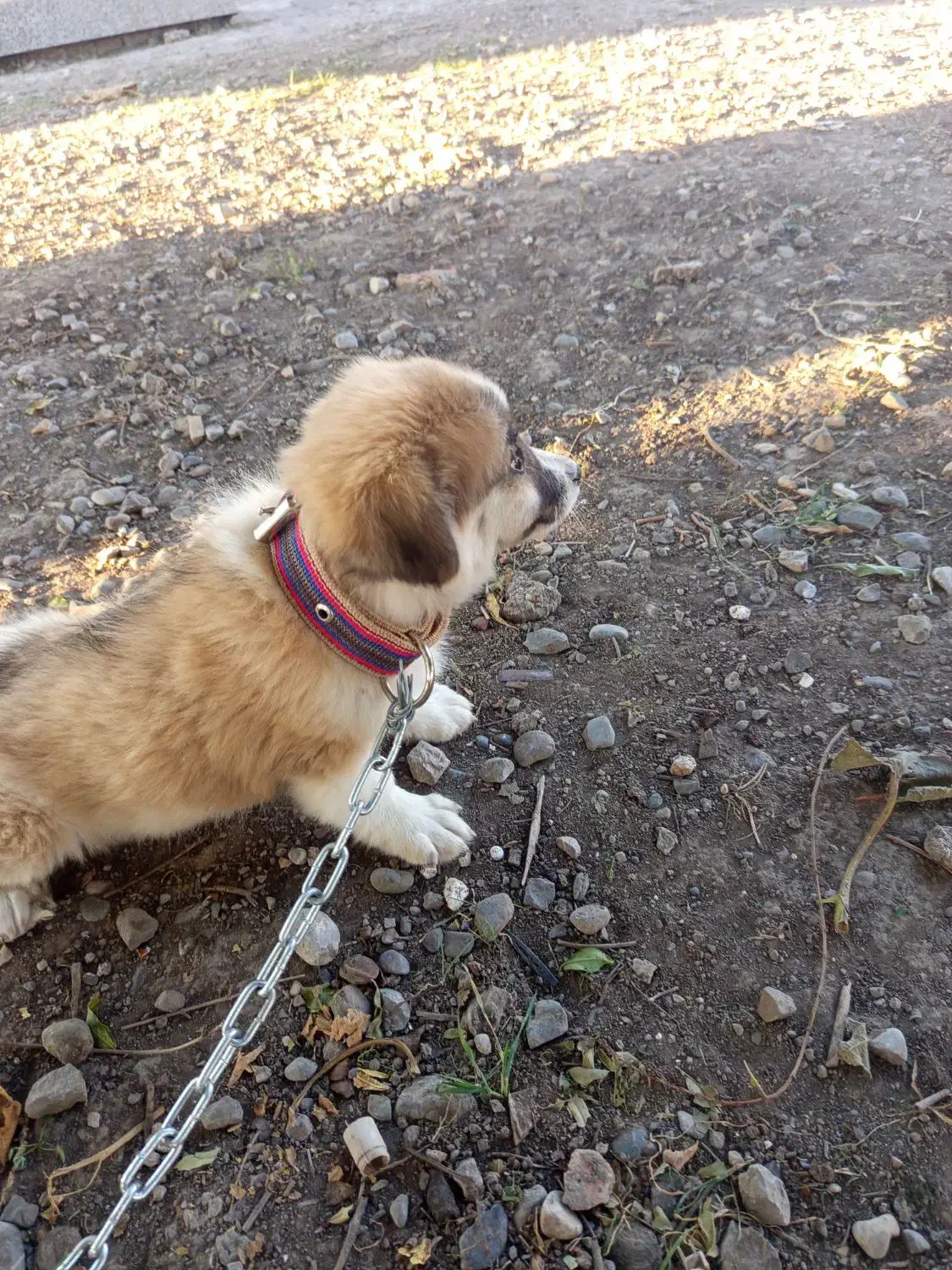 پاک‌وتا خانگی|سگ|سنگدوین, |دیوار