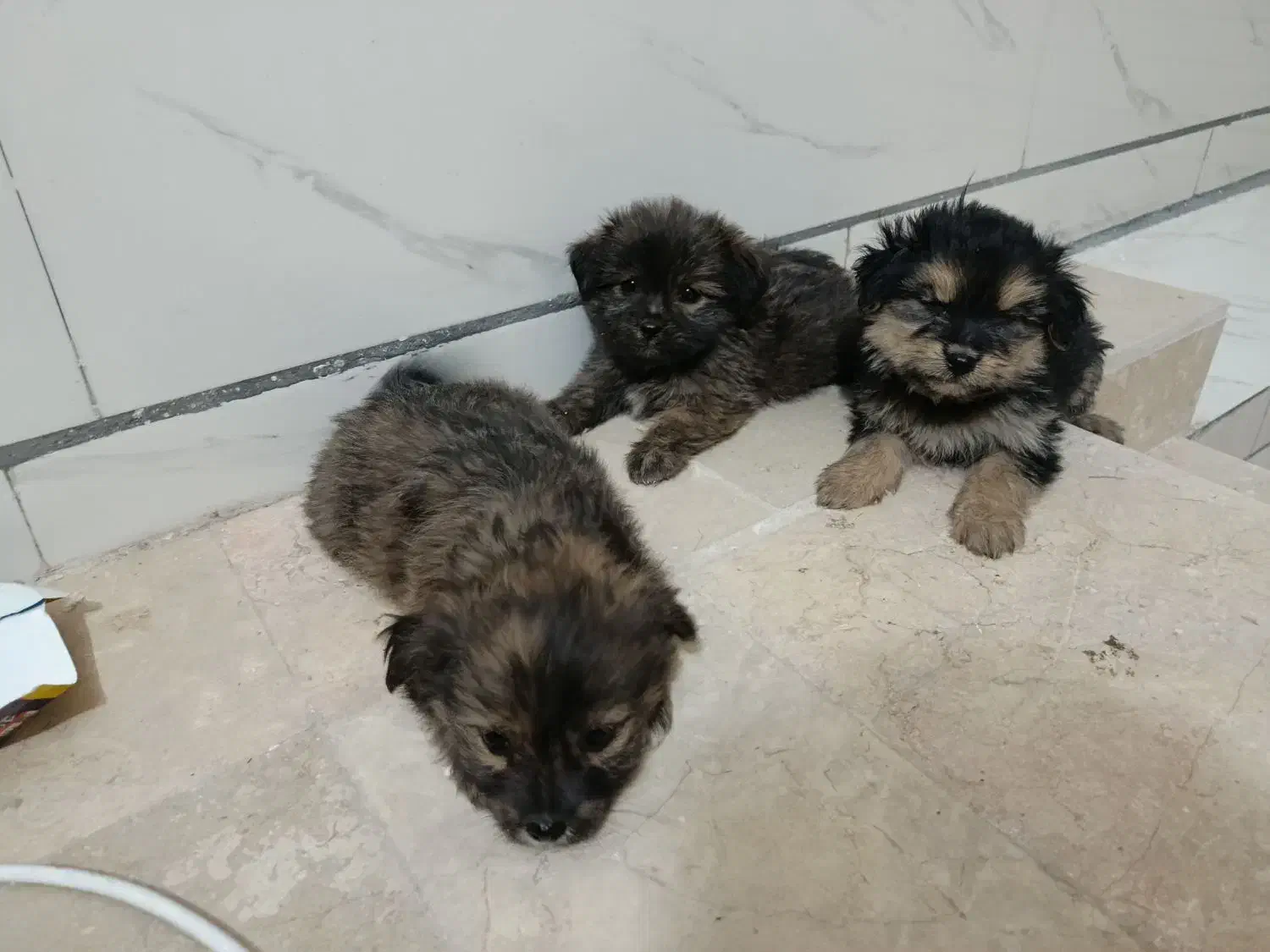 توله پاپی|سگ|شاهینشهر, حاجی آباد|دیوار