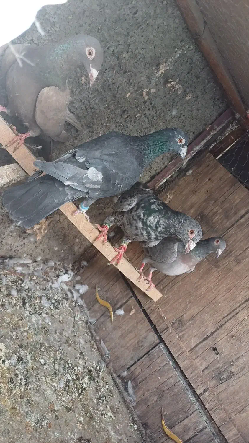 چهار عدد کوهی درجه یک مولد|پرنده|همدان, |دیوار