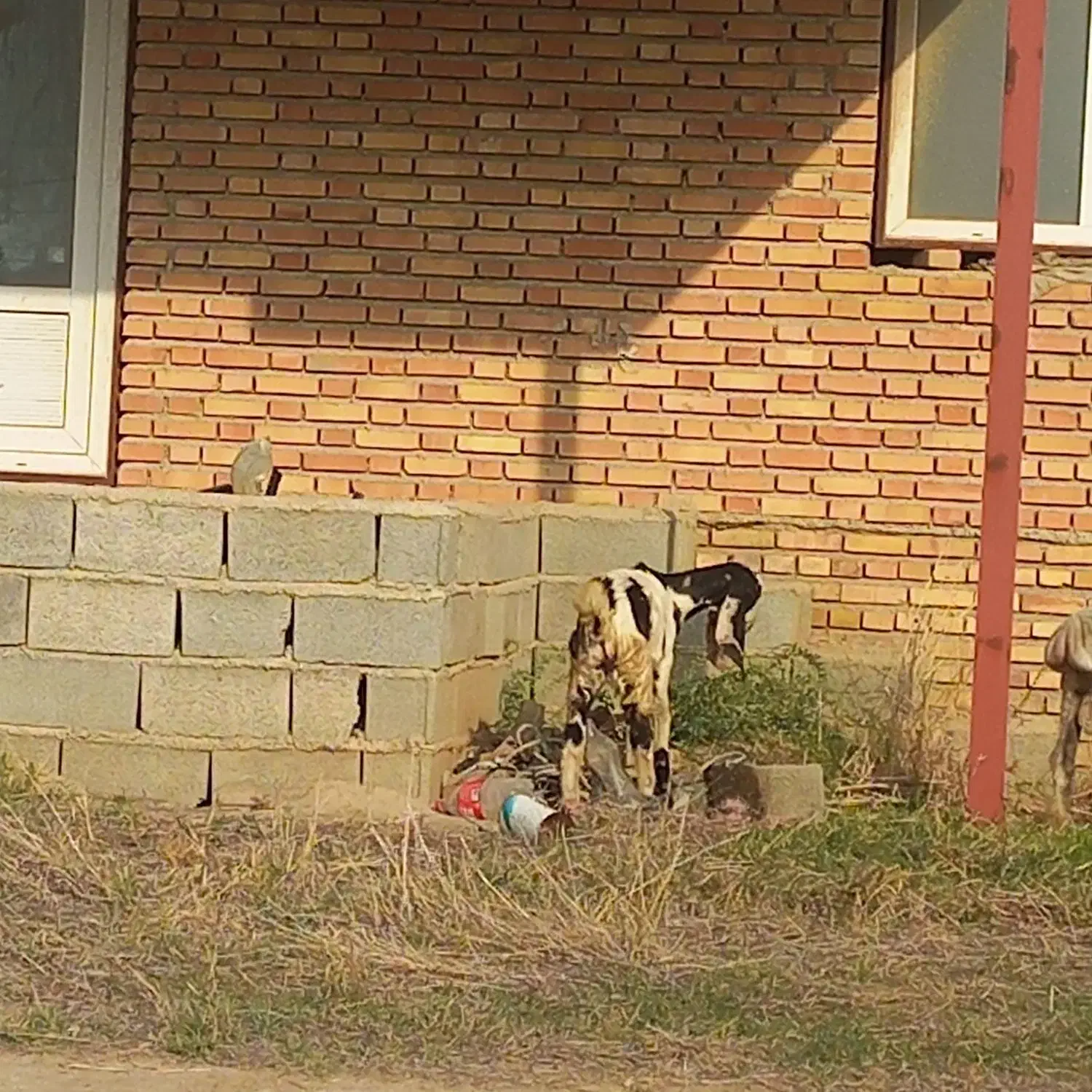 تعدادی بزغاله نر و ماده و ی بره نر|حیوانات مزرعه|گنبد کاووس, |دیوار