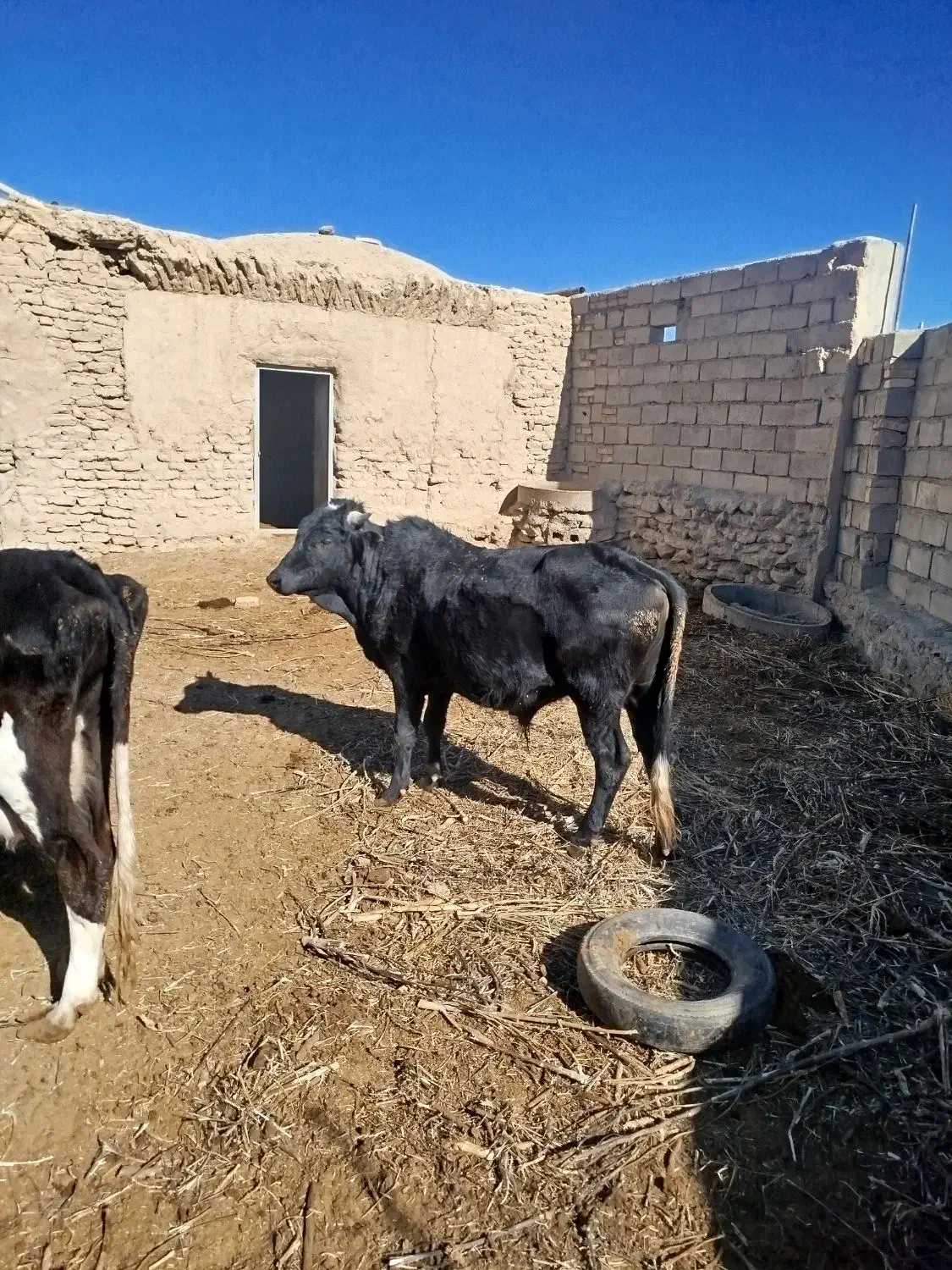 نرگاو|حیوانات مزرعه|گزیک, |دیوار