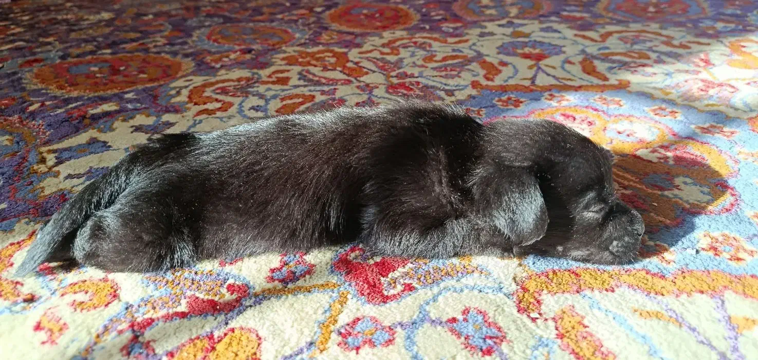 سگ اشپیز|سگ|تهران, صد دستگاه|دیوار